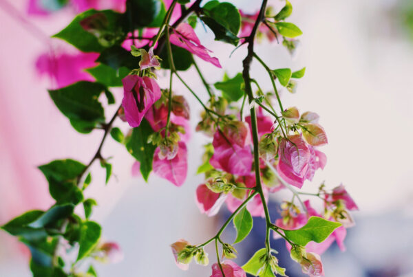 Wake up and smell the roses Wake up and smell the roses